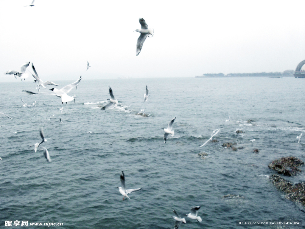 大海和海鸥（非高清）