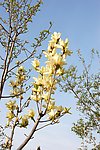 广木兰花