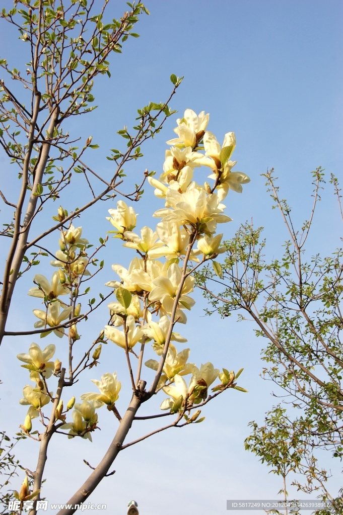 广木兰花