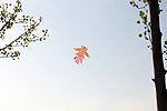 风筝
