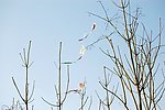 枯树枝