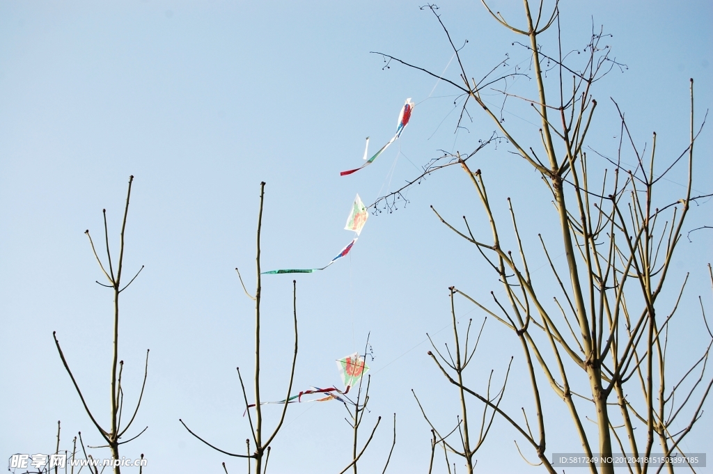 枯树枝