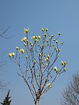 玉兰花