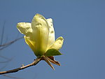 玉兰花