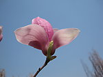 玉兰花