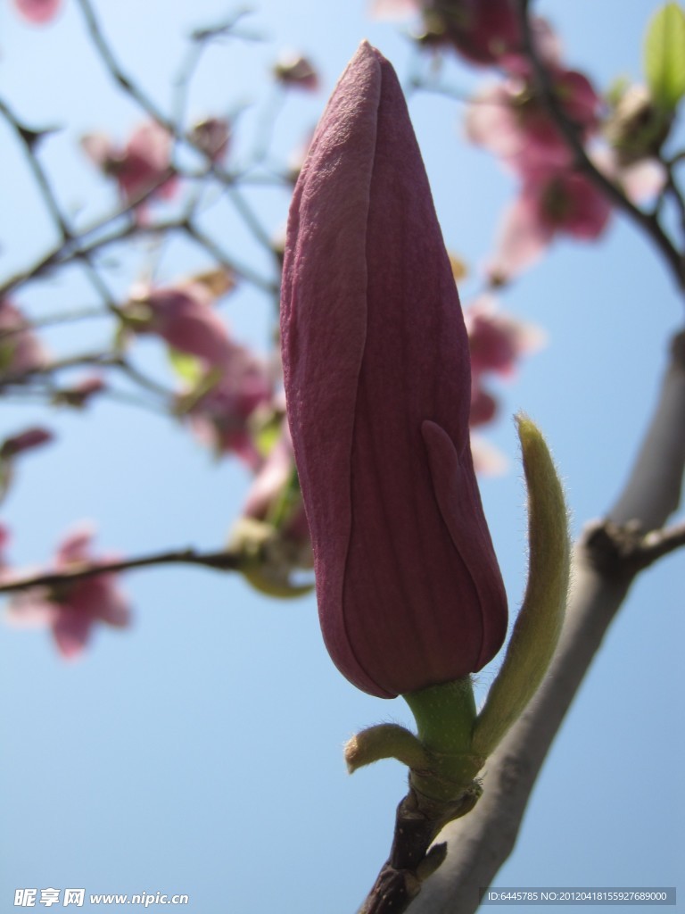 辛夷花 玉兰花