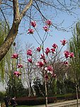 玉兰花