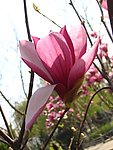 玉兰花