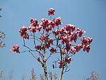 玉兰花