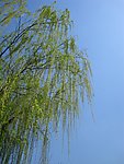 柳树