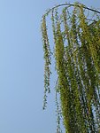 柳树