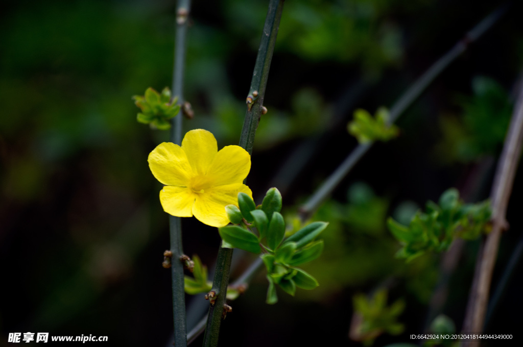 小黄花