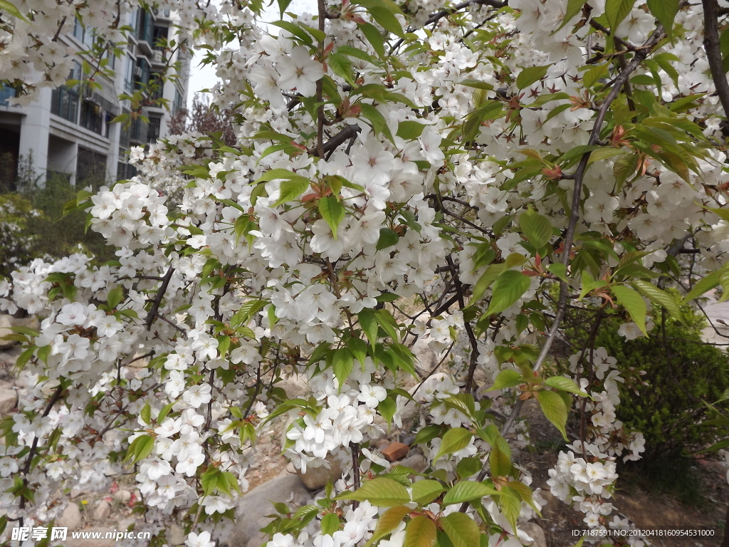 樱花