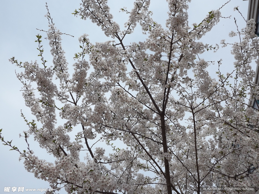 樱花
