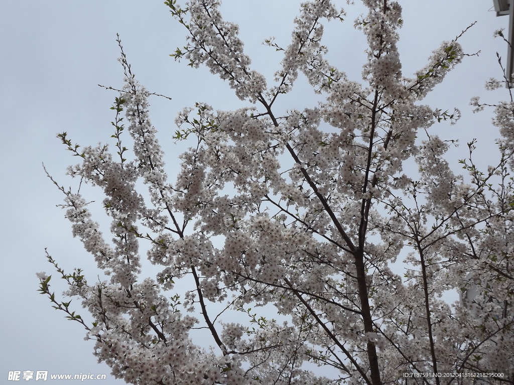 樱花