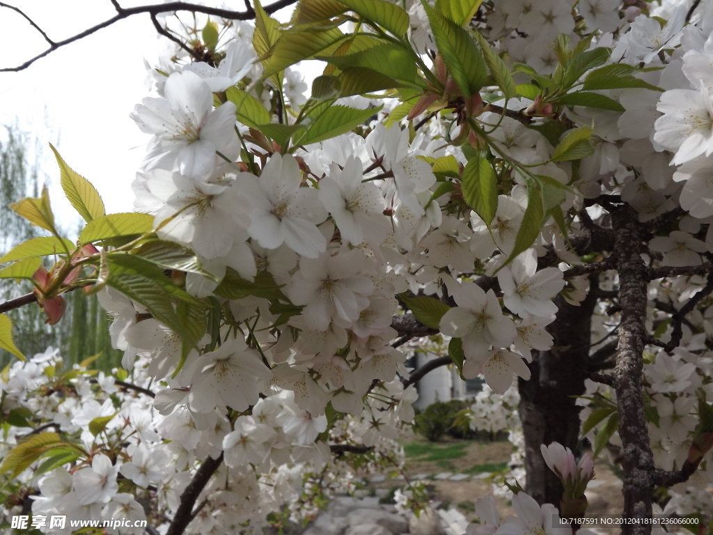 樱花
