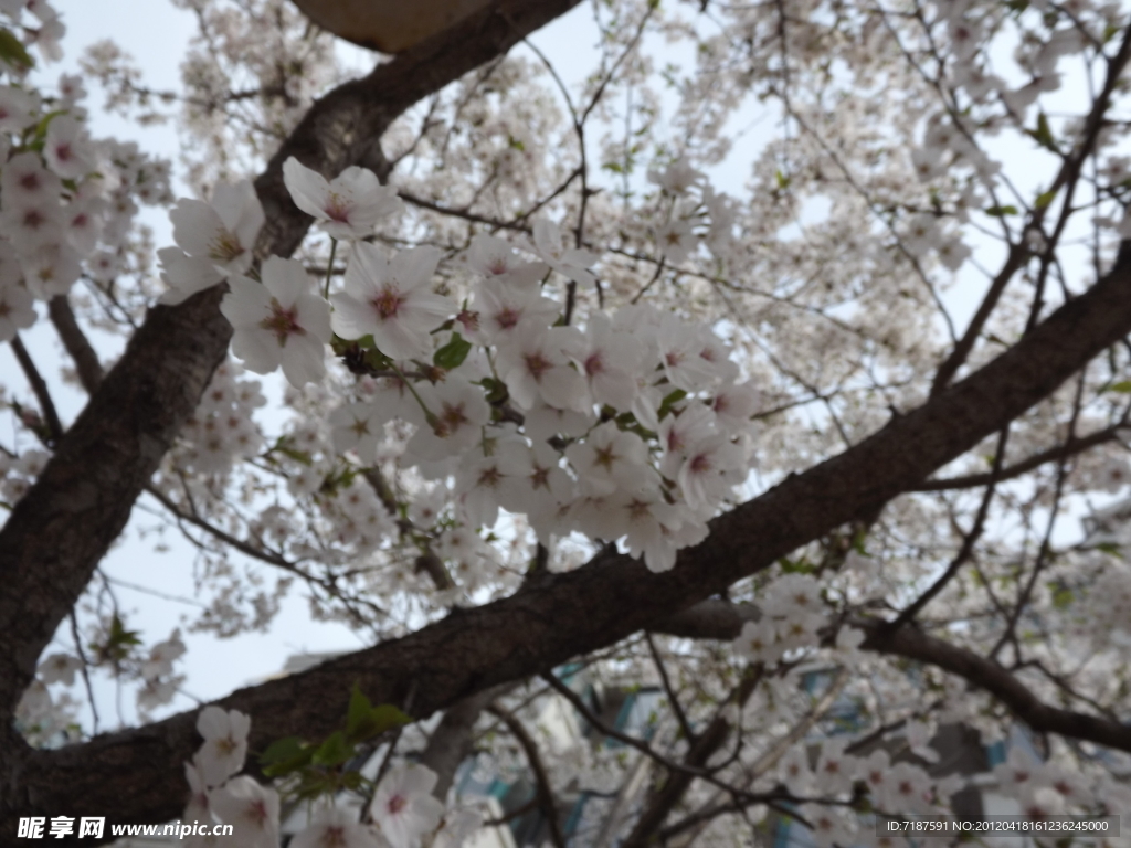 樱花