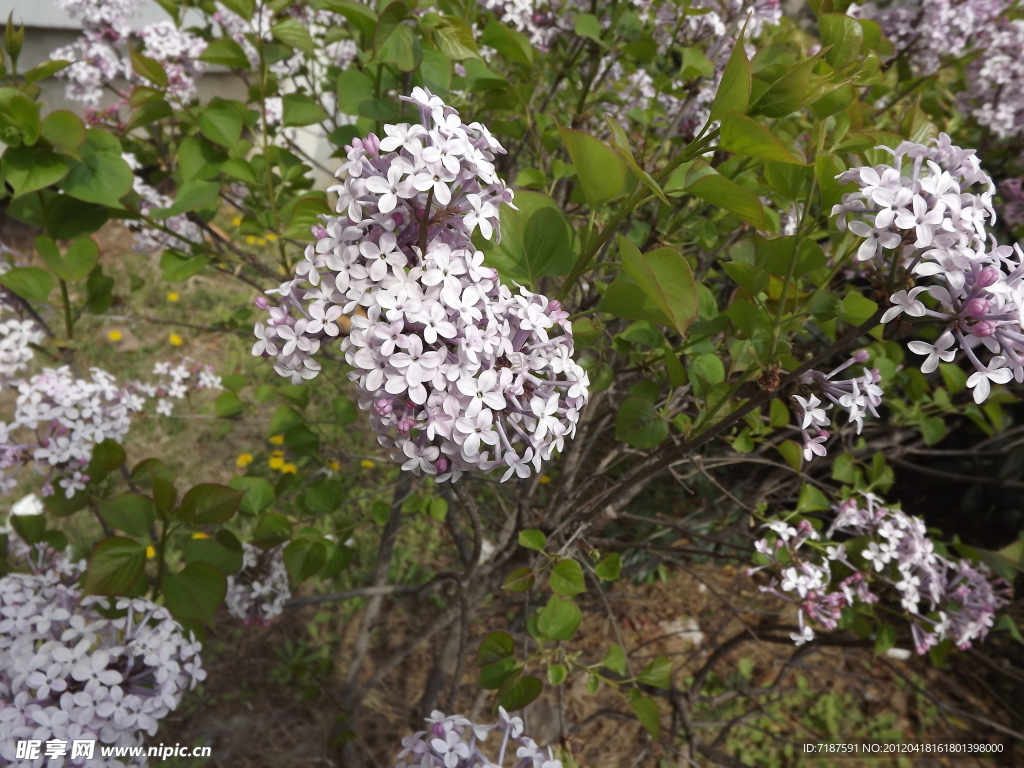 丁香花