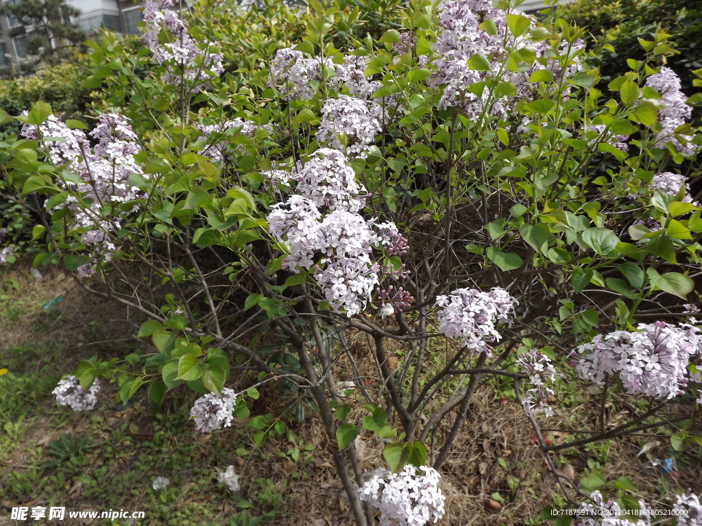 丁香花