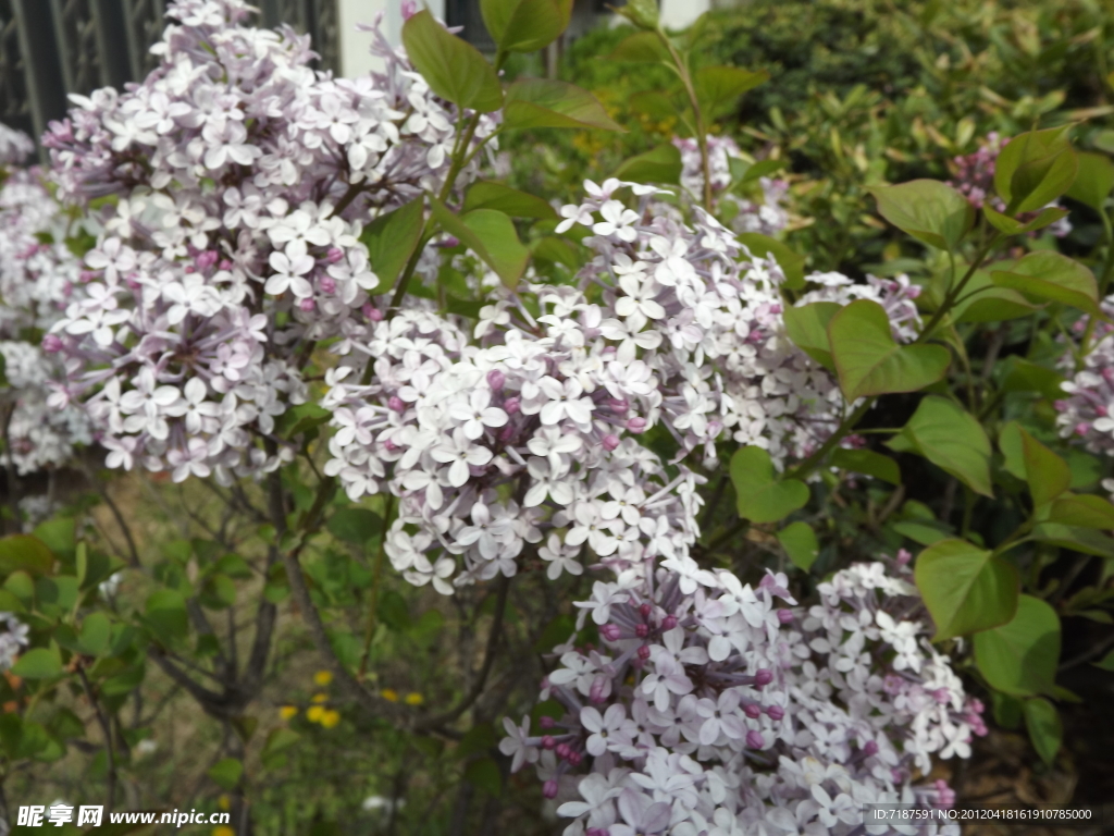 丁香花
