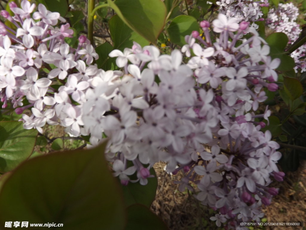 丁香花