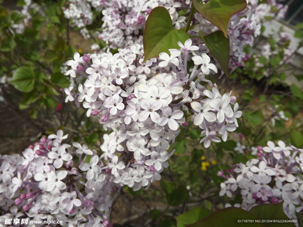丁香花