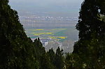 山野的菜花