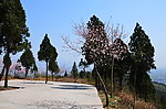山顶的桃花