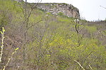 青山