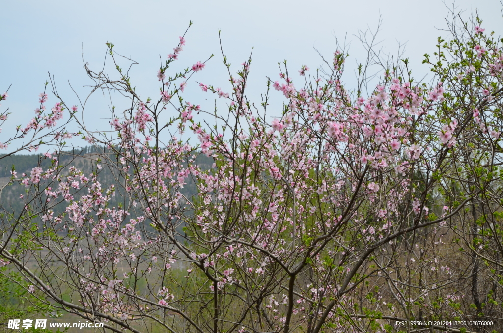 桃花