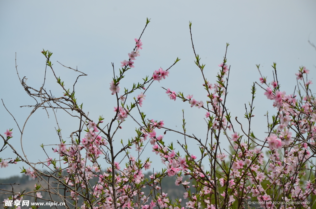 桃花