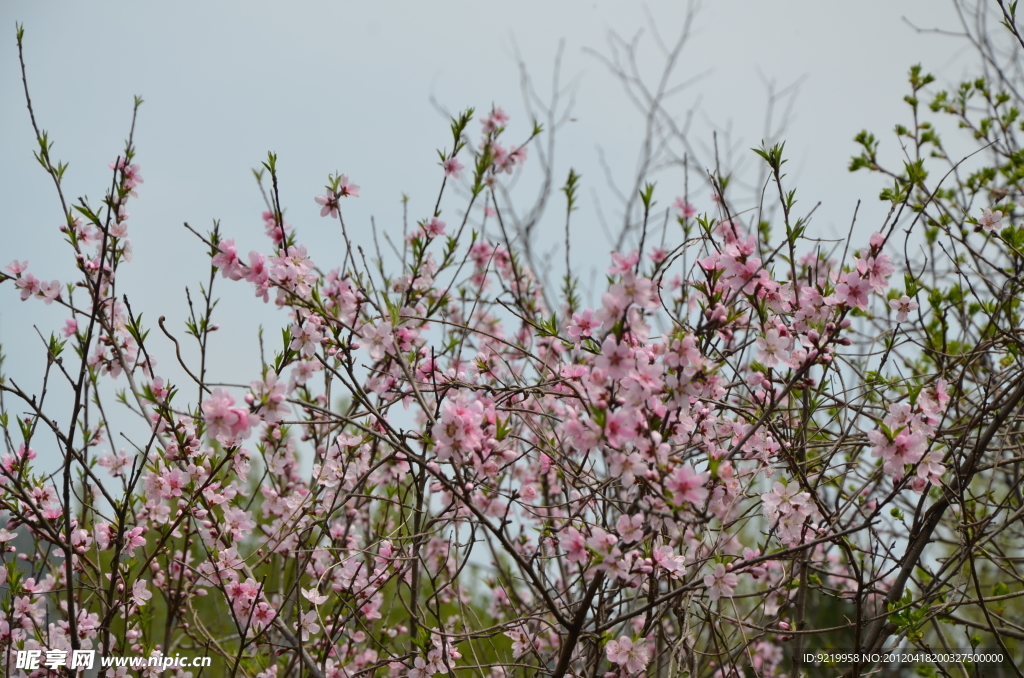 桃花