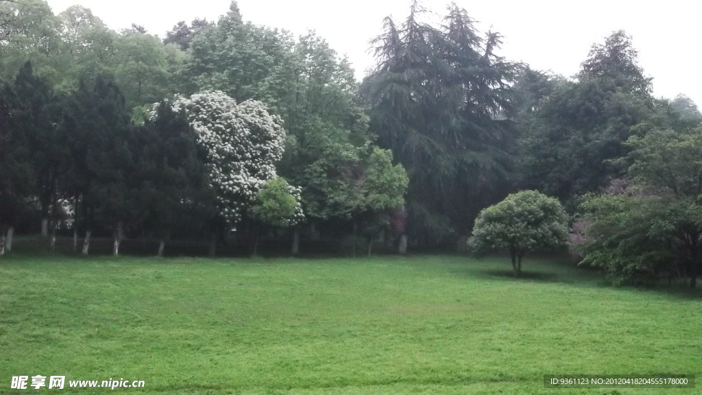 草地