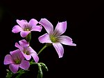 紫酱花