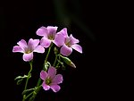 紫酱花