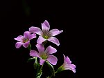 紫酱花