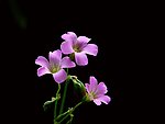 紫酱花