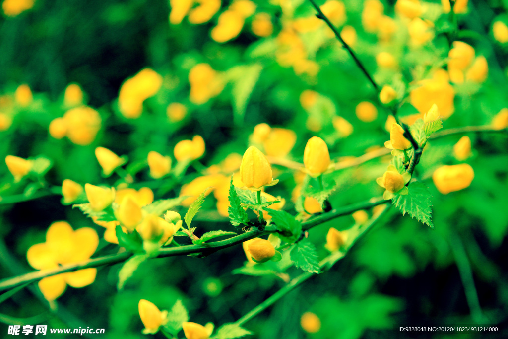 棣棠花 蜂棠花