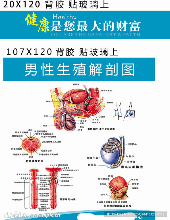 男性解剖图