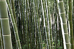 竹子