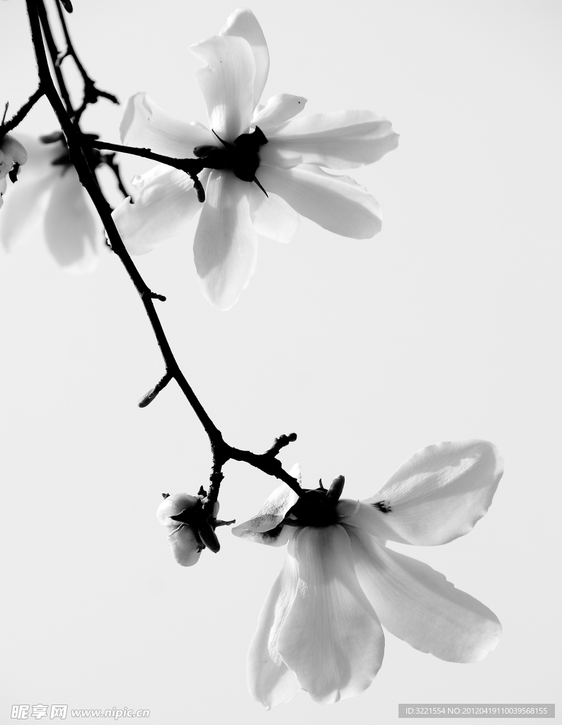 玉兰花