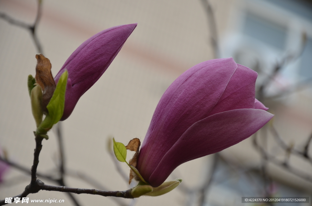 紫玉兰花蕾