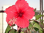 扶桑花