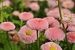 翠菊