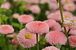 翠菊