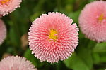 翠菊