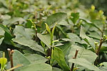 龙井茶树枝叶