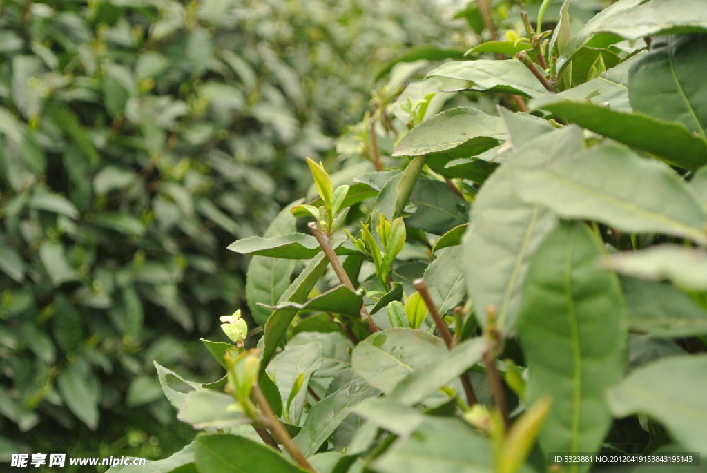 龙井茶树嫩叶
