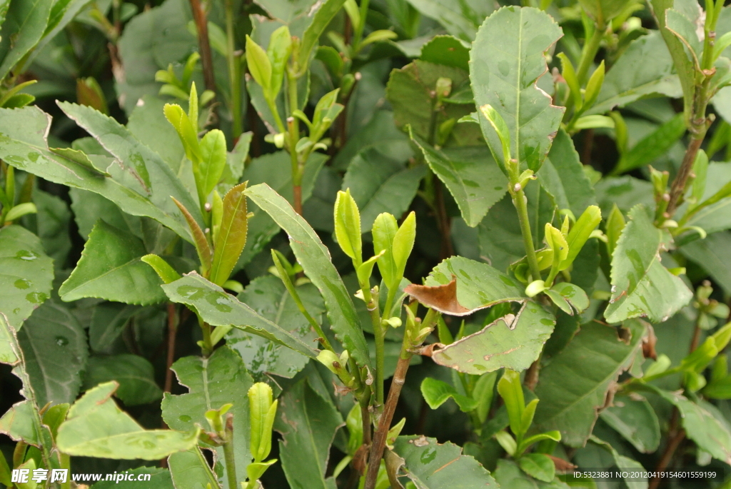龙井茶树芽叶