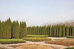 公园 松柏树 蓝天白云 公园绿化